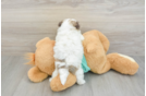 Playful Havanese Purebred Pup
