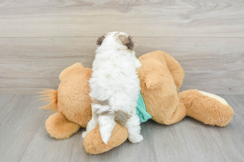 Playful Havanese Purebred Pup
