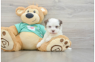 Havanese Pup Being Cute