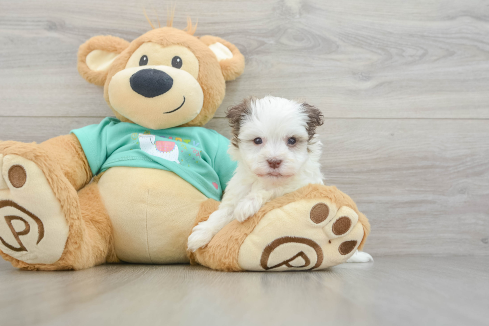 Havanese Pup Being Cute