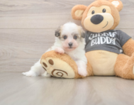 5 week old Havanese Puppy For Sale - Premier Pups