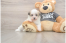 Havanese Pup Being Cute