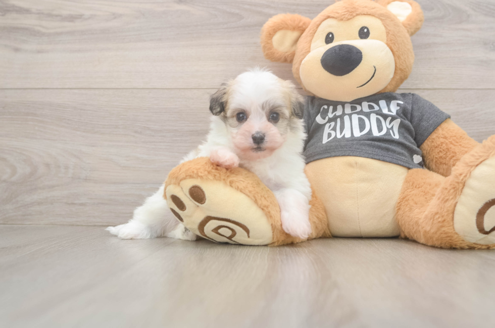 5 week old Havanese Puppy For Sale - Premier Pups
