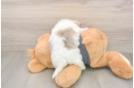 Havanese Pup Being Cute