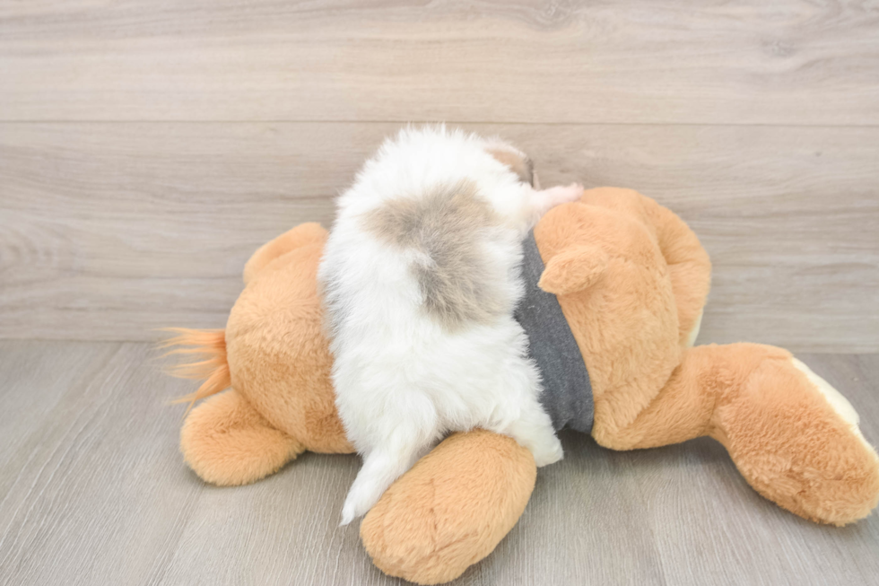 Havanese Pup Being Cute