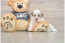 Best Havanese Baby