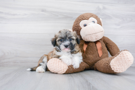 Havanese Pup Being Cute