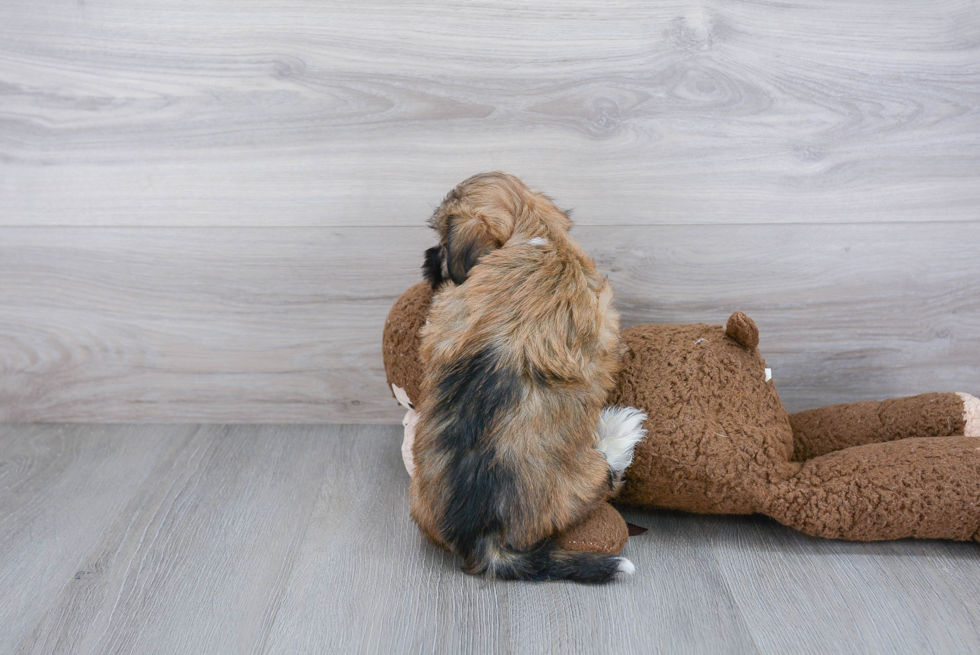 Friendly Havanese Baby