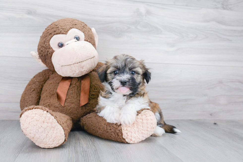 Petite Havanese Purebred Puppy