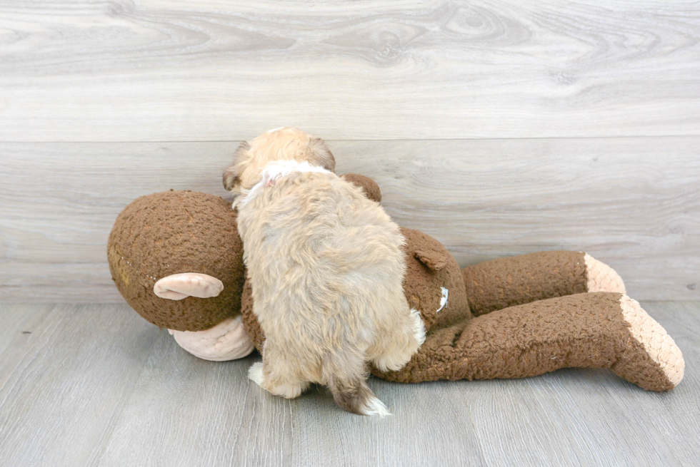 Sweet Havanese Purebred Puppy