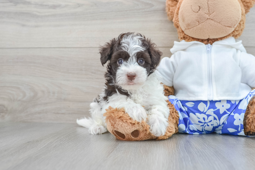 Best Havanese Baby