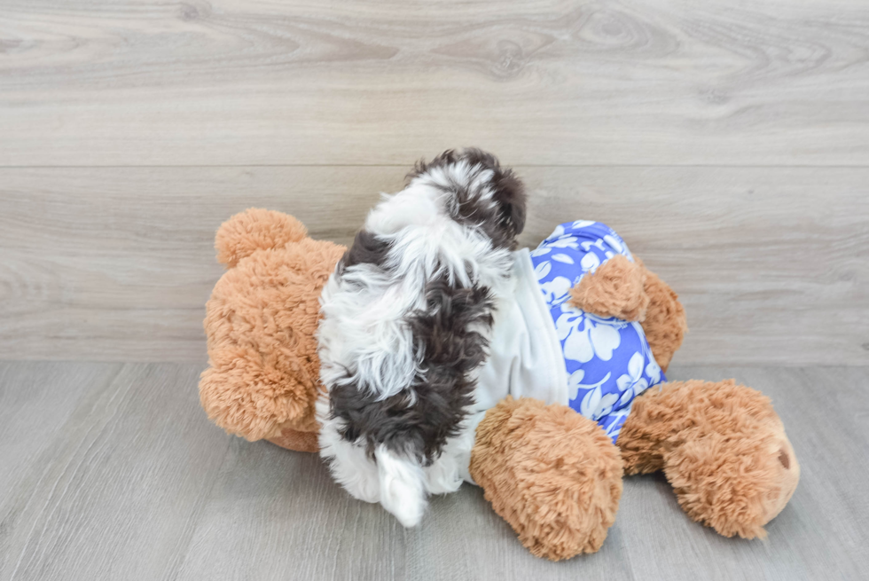 Small Havanese Purebred Pup