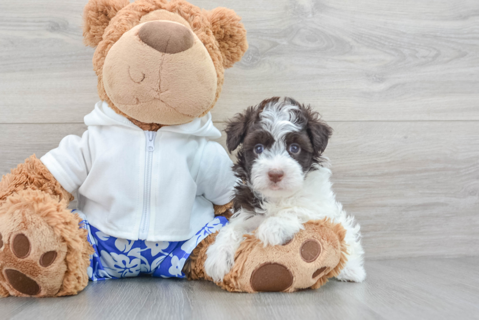 Hypoallergenic Havanese Baby