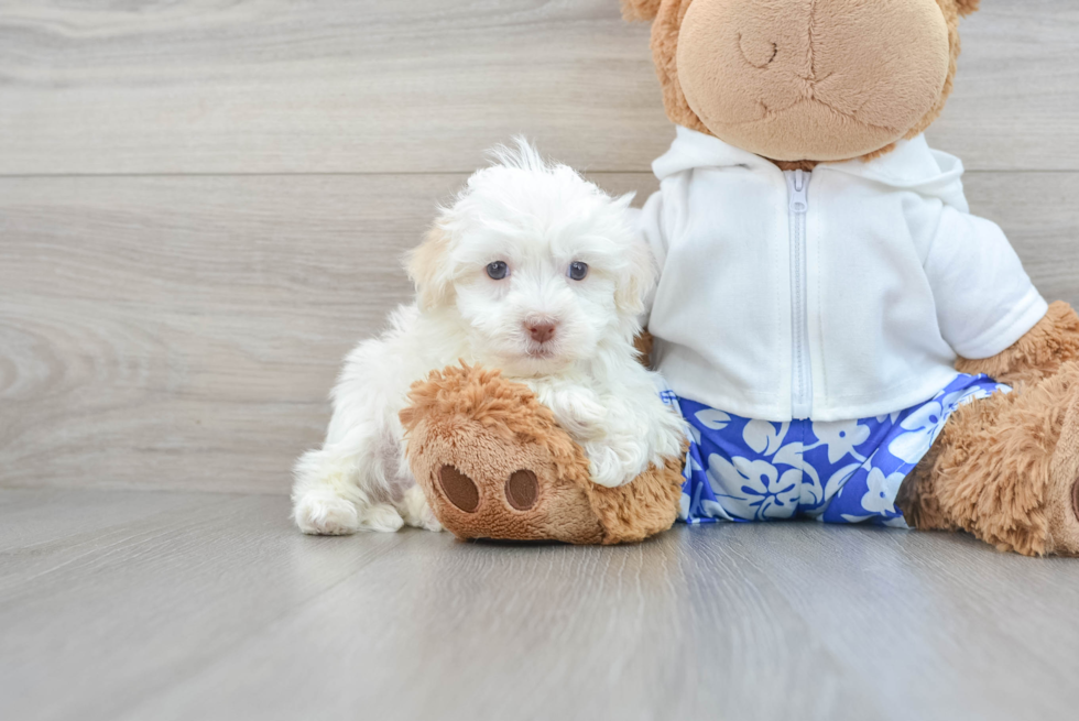 Sweet Havanese Purebred Puppy
