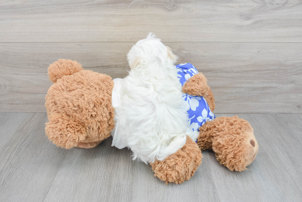 Hypoallergenic Havanese Baby