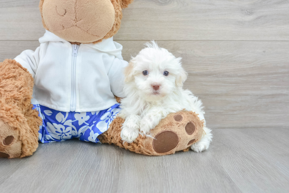 Akc Registered Havanese Baby
