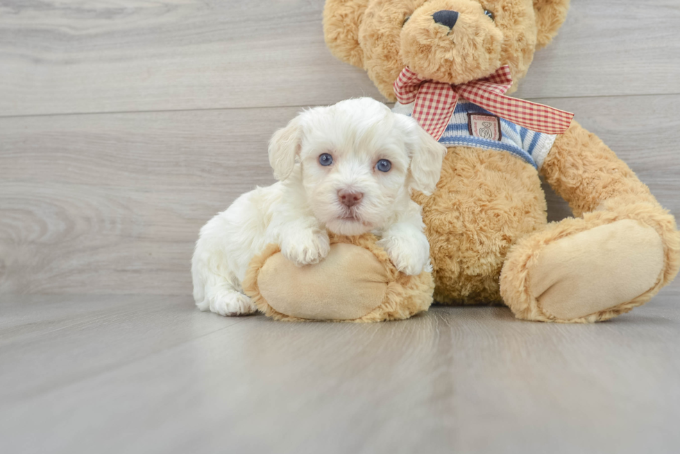 Playful Havanese Baby