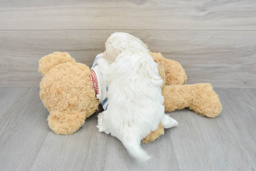 Havanese Puppy for Adoption