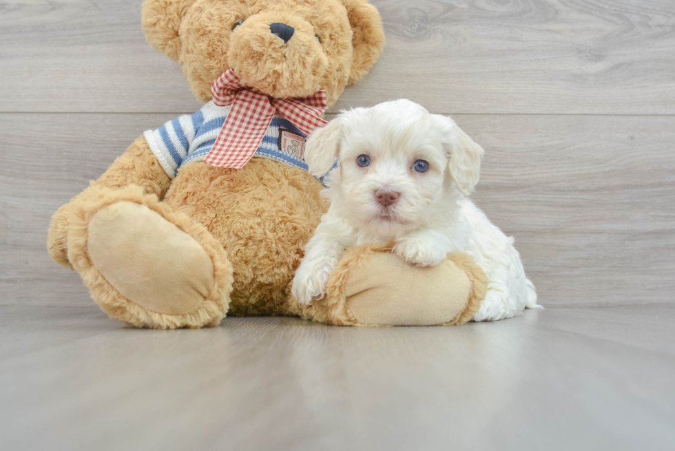 Akc Registered Havanese Baby