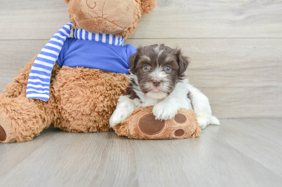 5 week old Havanese Puppy For Sale - Premier Pups