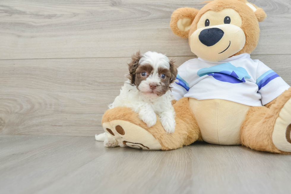 Havanese Puppy for Adoption