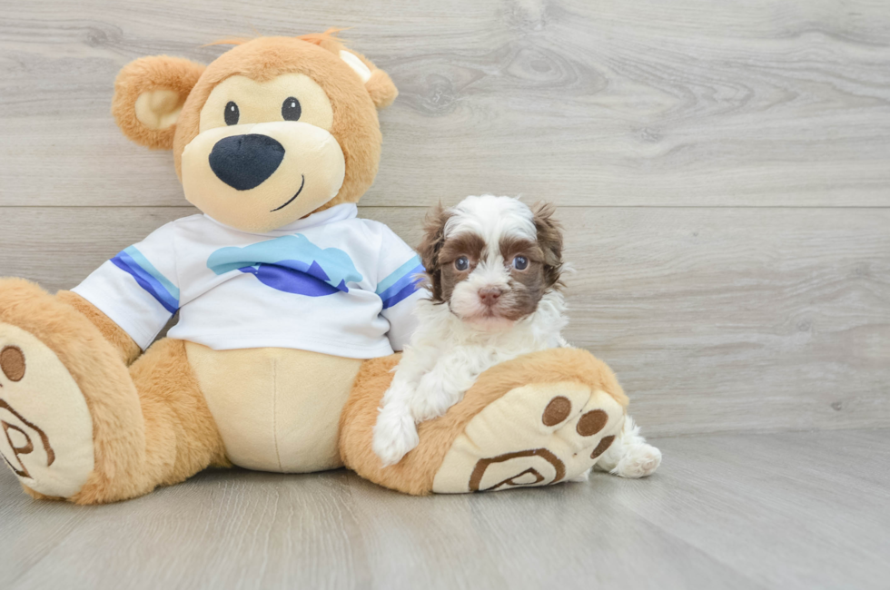 5 week old Havanese Puppy For Sale - Premier Pups