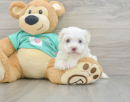 6 week old Havanese Puppy For Sale - Premier Pups