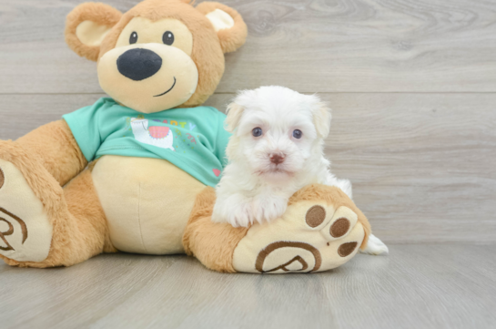 Havanese Pup Being Cute