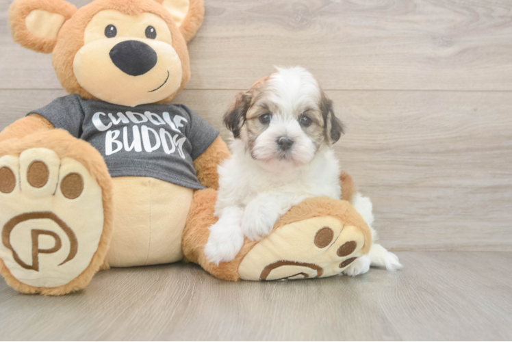 Havanese Puppy for Adoption