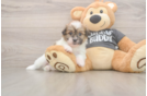 Akc Registered Havanese Purebred Pup