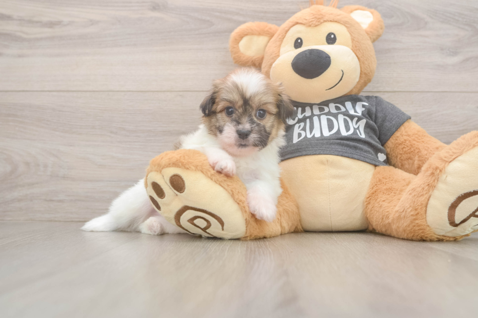 Akc Registered Havanese Purebred Pup