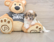 5 week old Havanese Puppy For Sale - Premier Pups