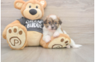 Havanese Pup Being Cute