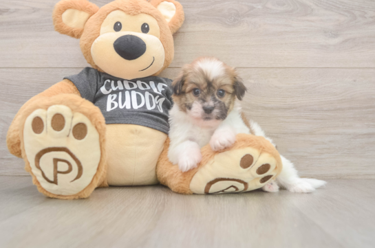 Havanese Pup Being Cute