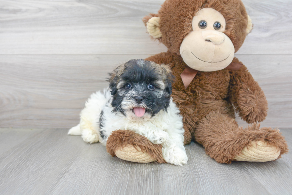 Small Havanese Purebred Pup