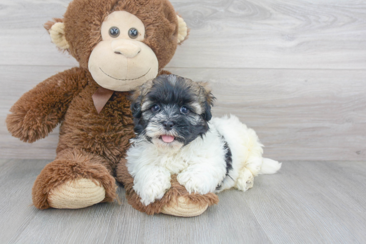 Funny Havanese Baby