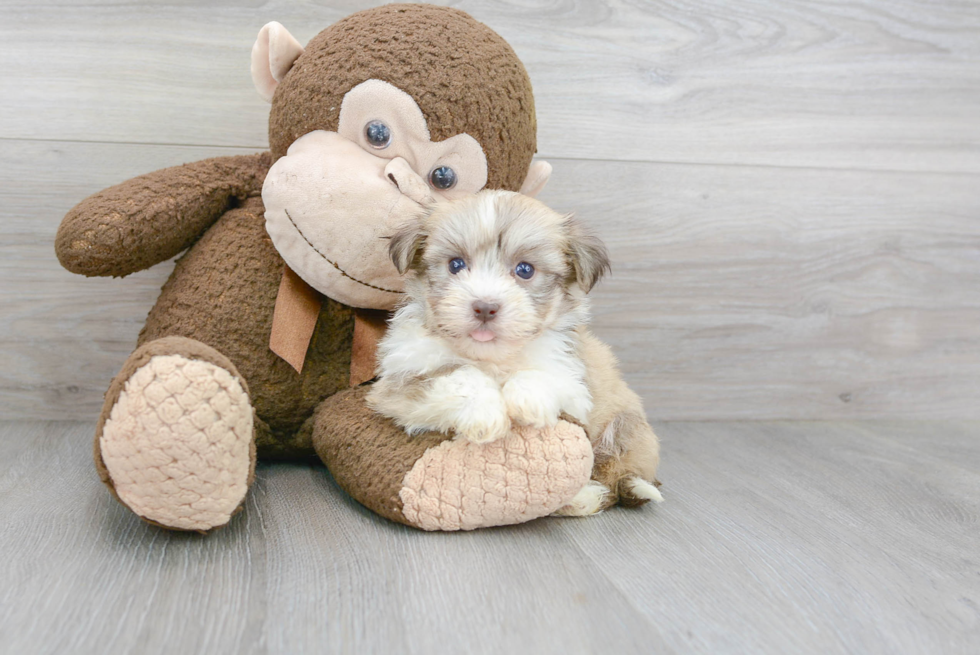 Havanese Puppy for Adoption