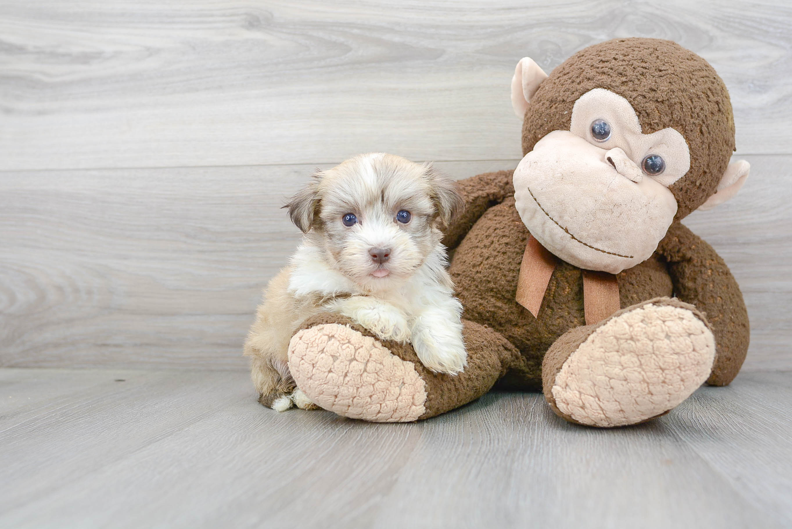 Havanese Pup Being Cute