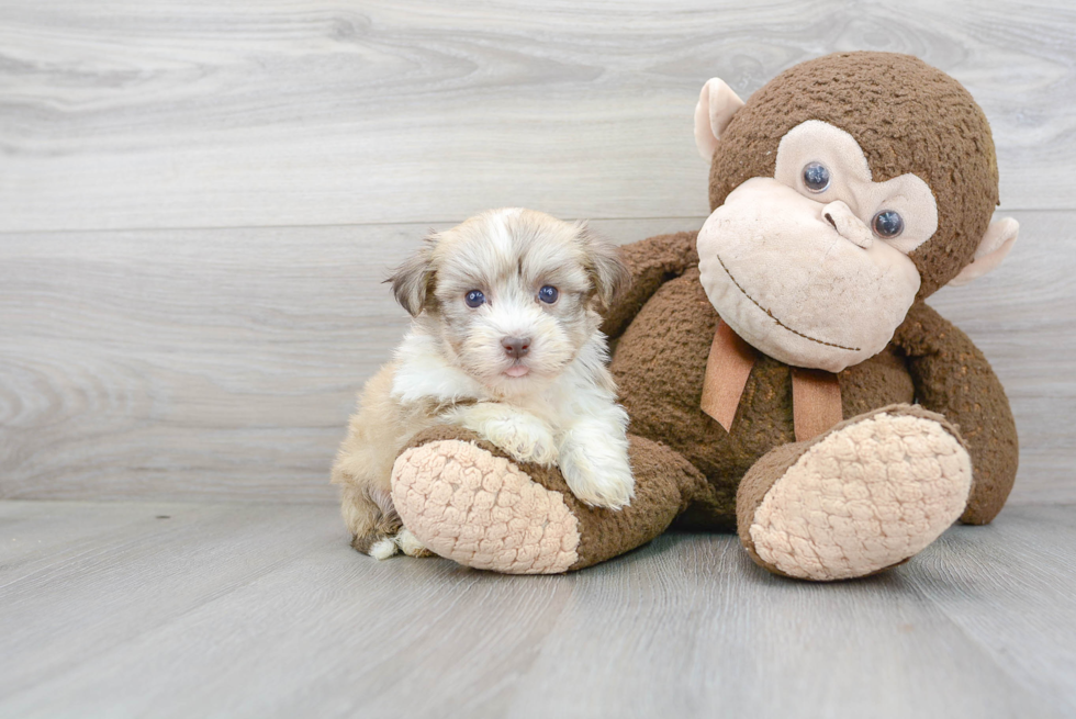 Havanese Pup Being Cute