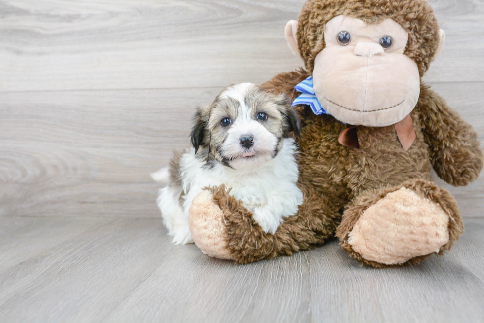 Playful Havanese Purebred Pup