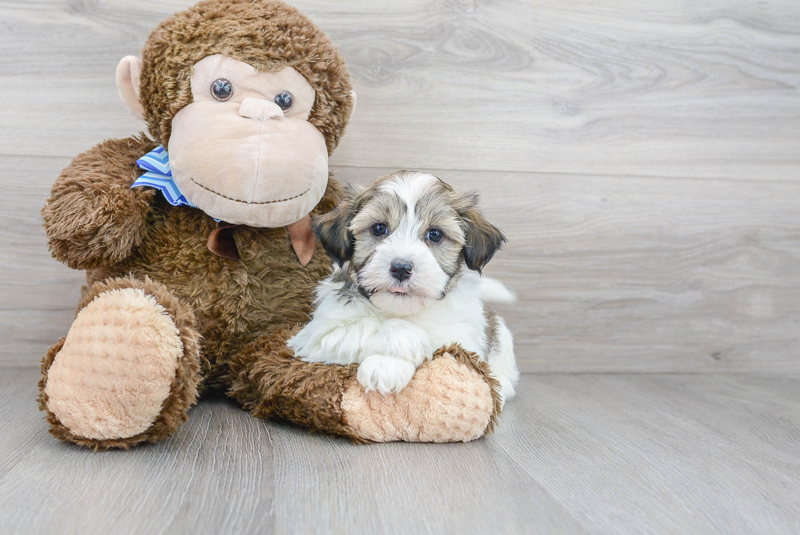 Akc Registered Havanese Purebred Pup