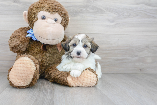 Akc Registered Havanese Purebred Pup