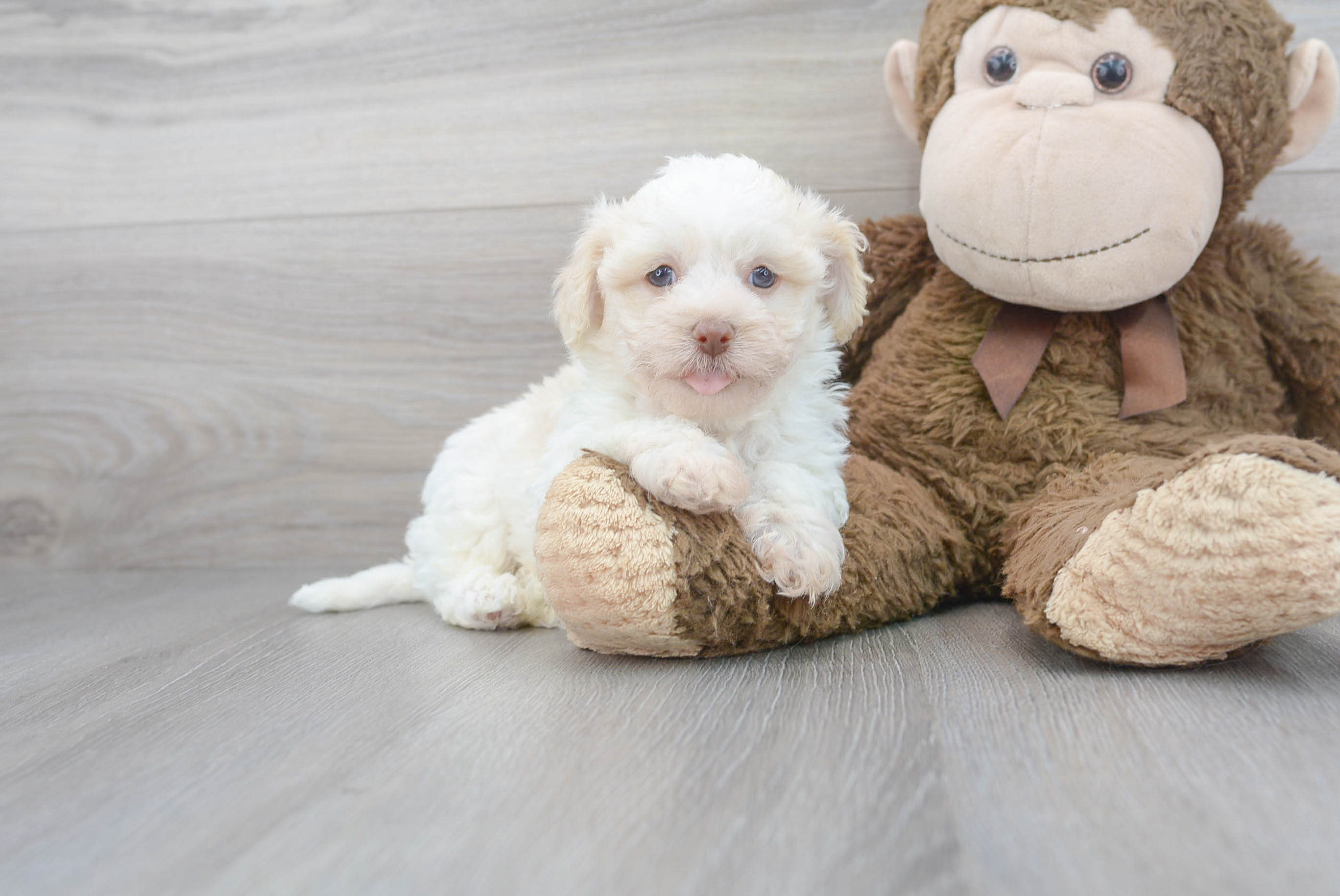 Havanese Puppy for Adoption