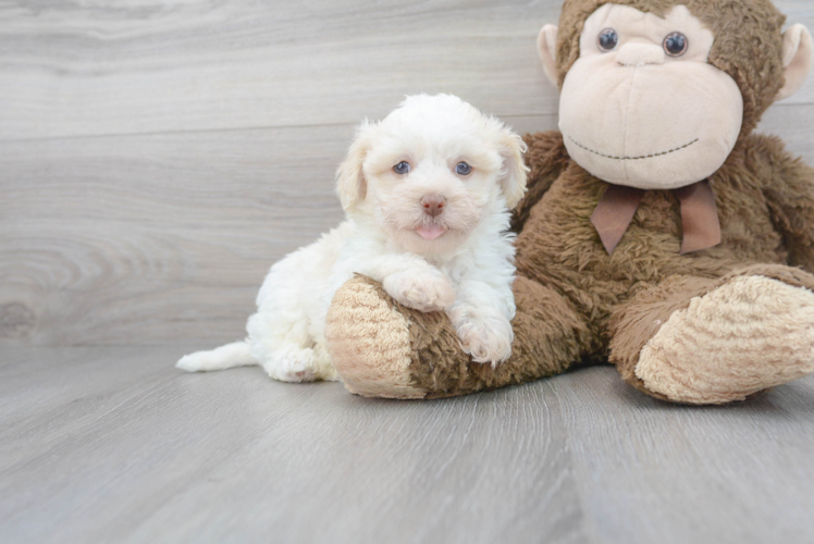 Havanese Puppy for Adoption