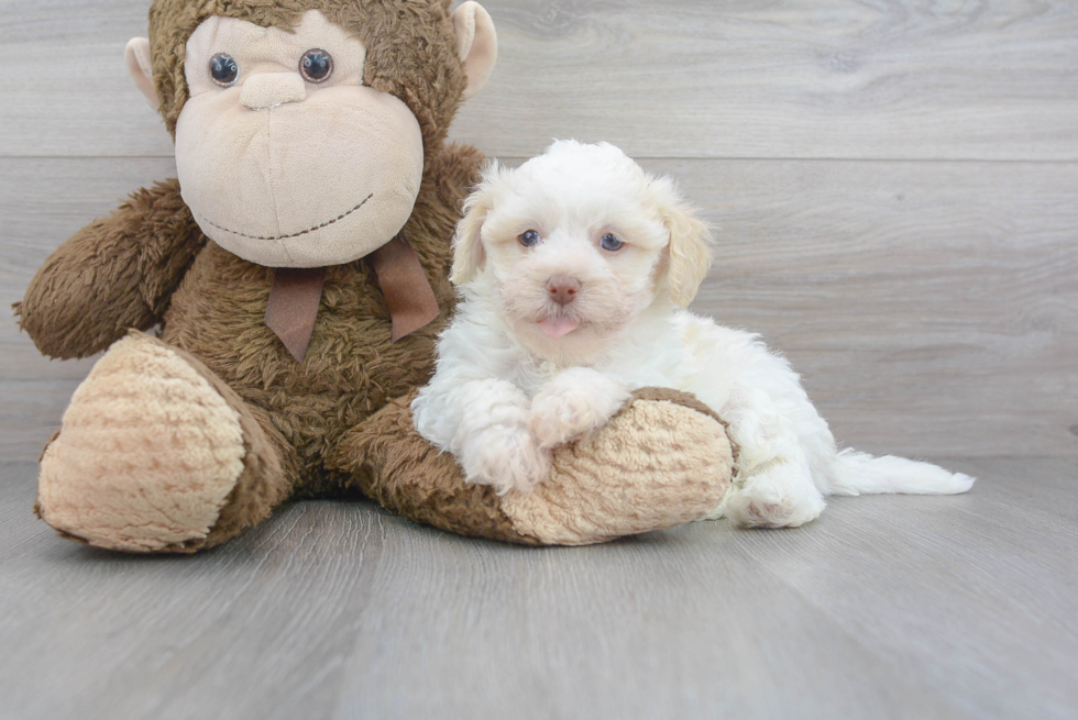 Best Havanese Baby