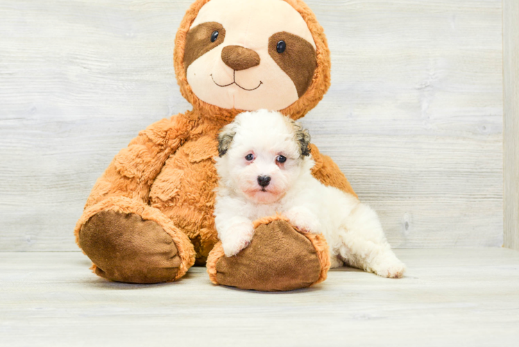 Havanese Pup Being Cute