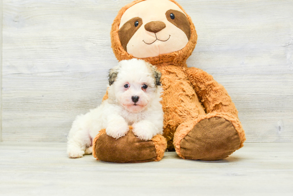 Havanese Puppy for Adoption