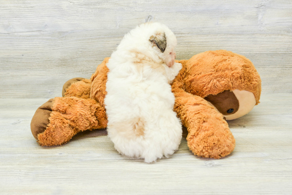 Fluffy Havanese Purebred Puppy