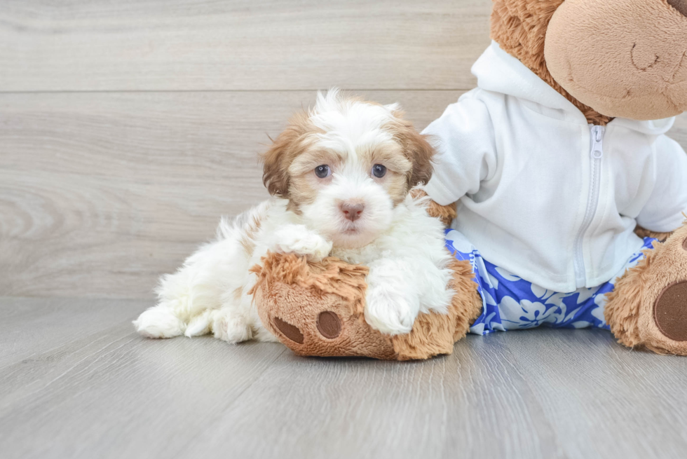 Petite Havanese Purebred Puppy