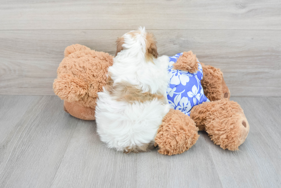 Sweet Havanese Purebred Puppy